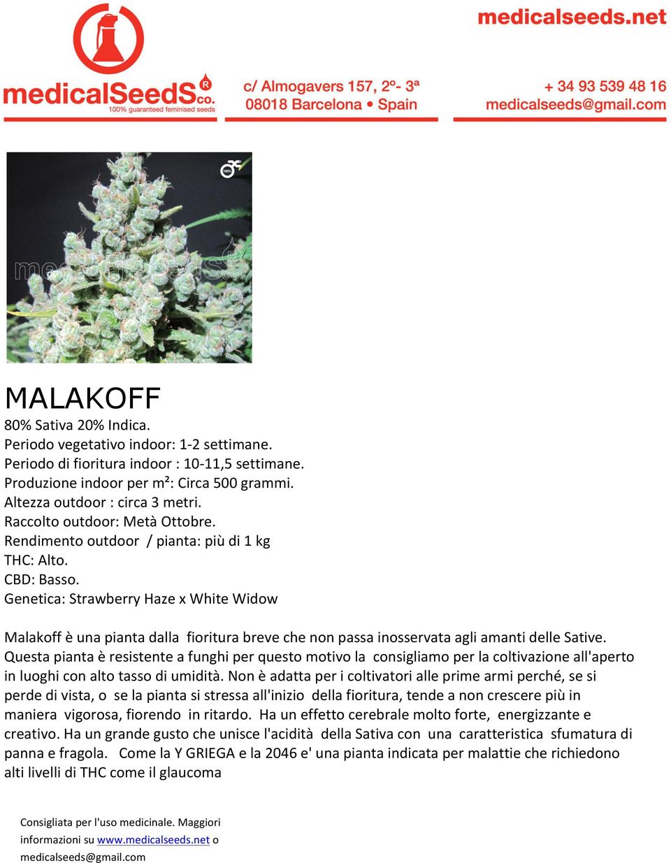 Genetica: Strawberry Haze x White Widow Malakoff è una pianta dalla fioritura breve che non passa inosservata agli amanti delle Sative.