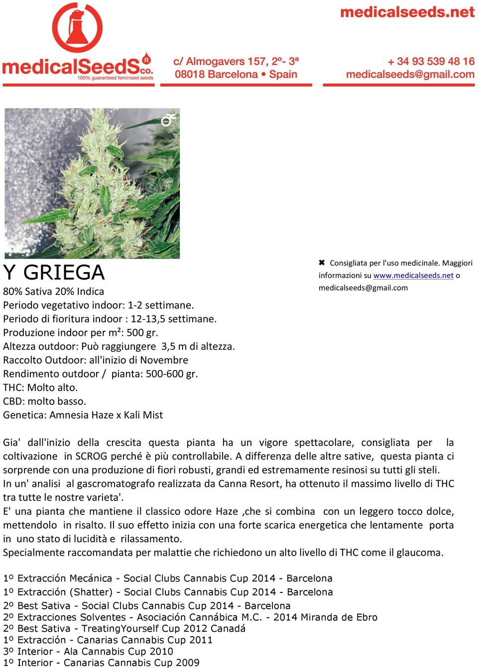 Genetica: Amnesia Haze x Kali Mist Gia' dall'inizio della crescita questa pianta ha un vigore spettacolare, consigliata per la coltivazione in SCROG perché è più controllabile.