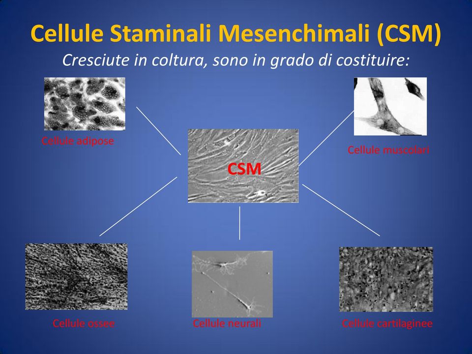 costituire: Cellule adipose CSM Cellule