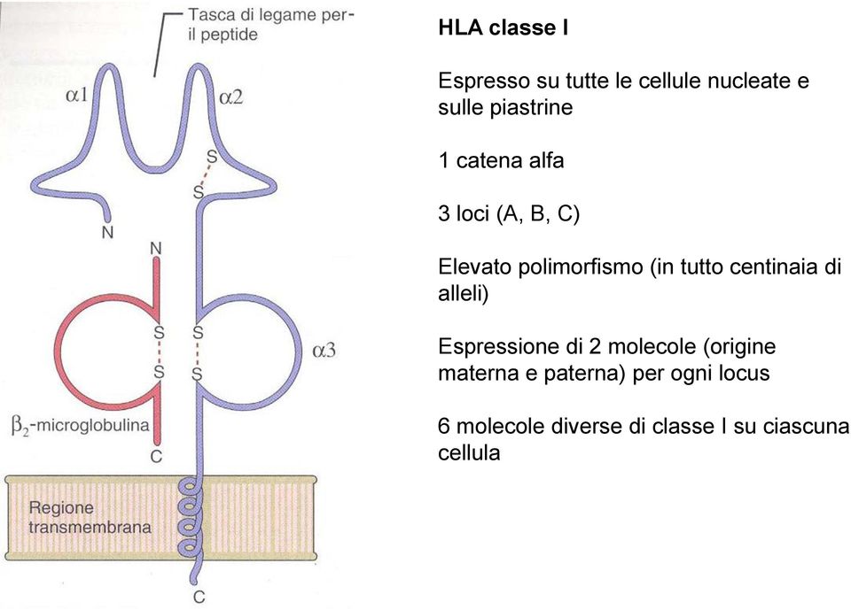 tutto centinaia di alleli) Espressione di 2 molecole (origine