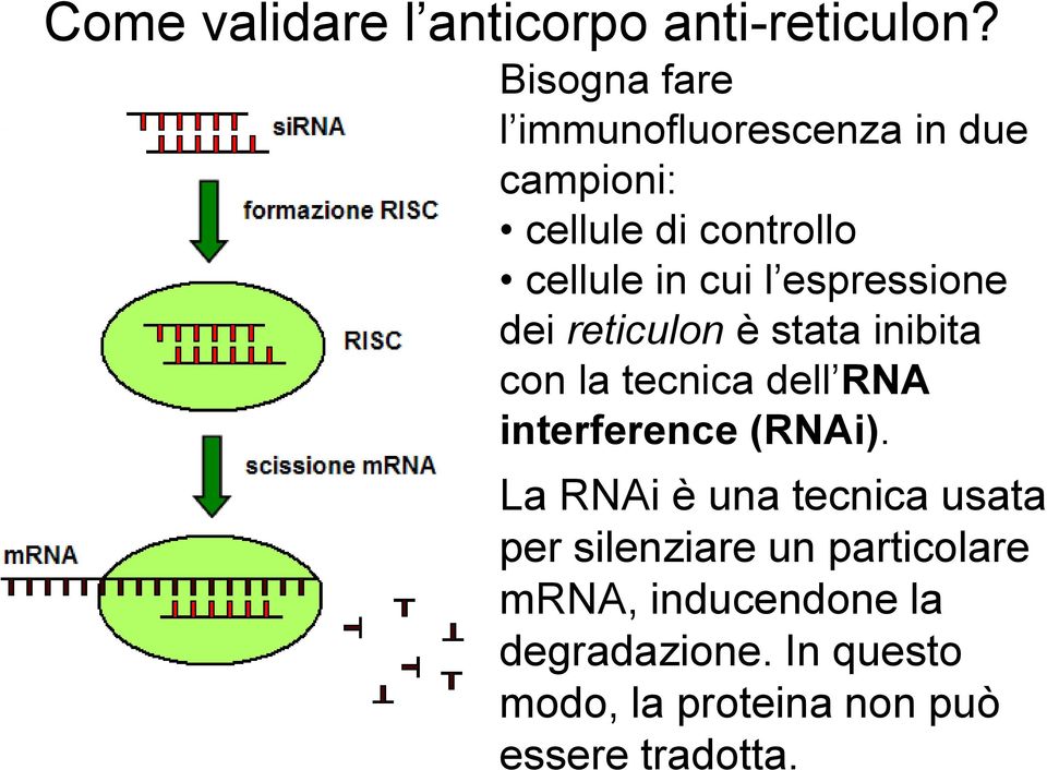 espressione dei reticulon è stata inibita con la tecnica dell RNA interference (RNAi).