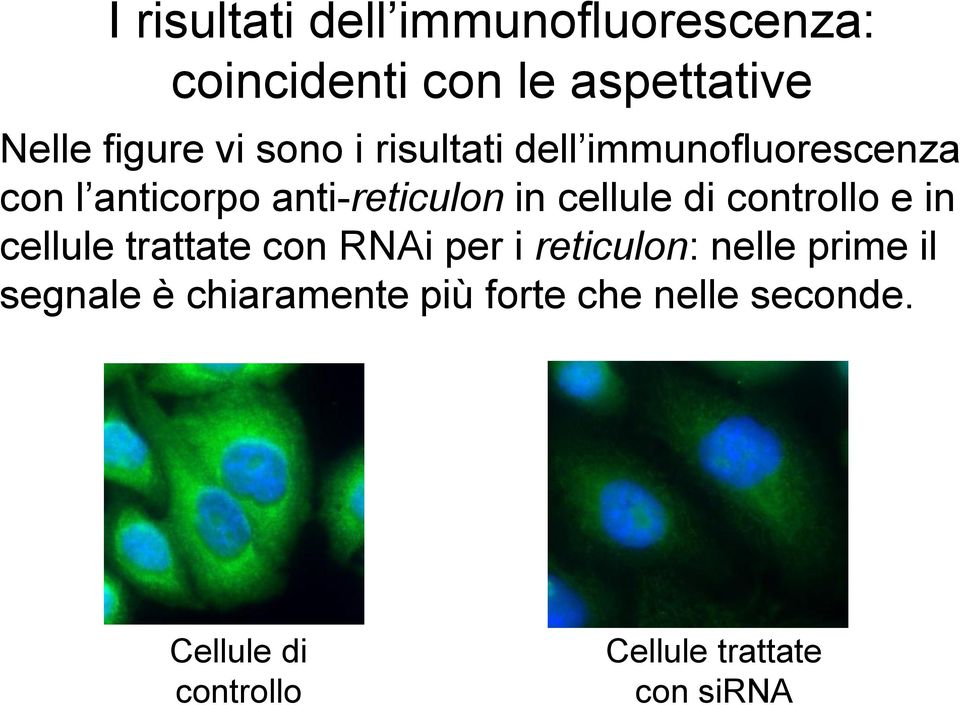 controllo e in cellule trattate con RNAi per i reticulon: nelle prime il segnale è