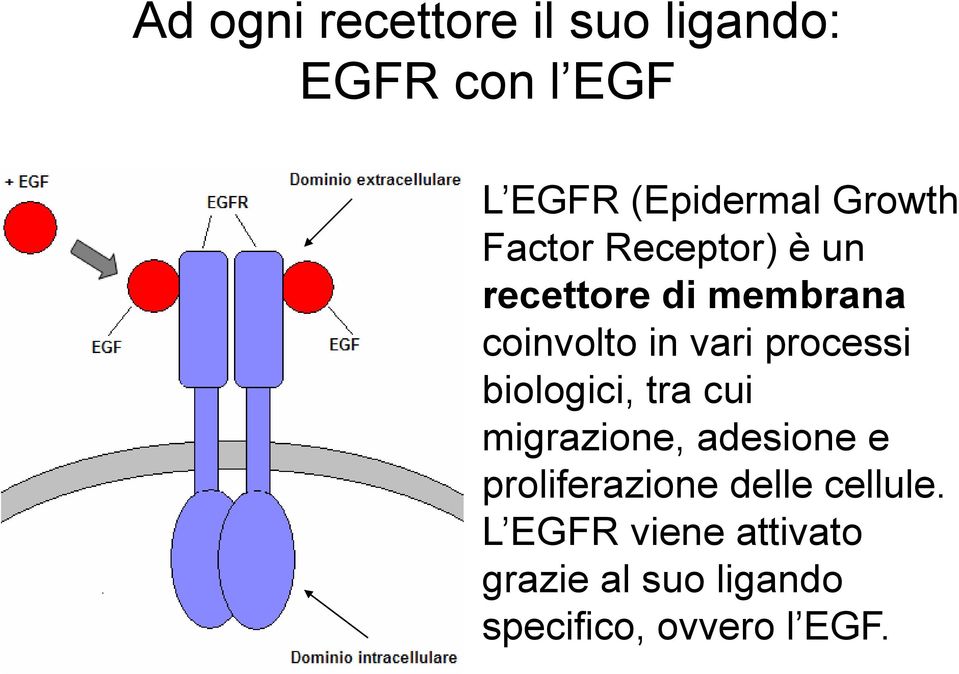 processi biologici, tra cui migrazione, adesione e proliferazione delle