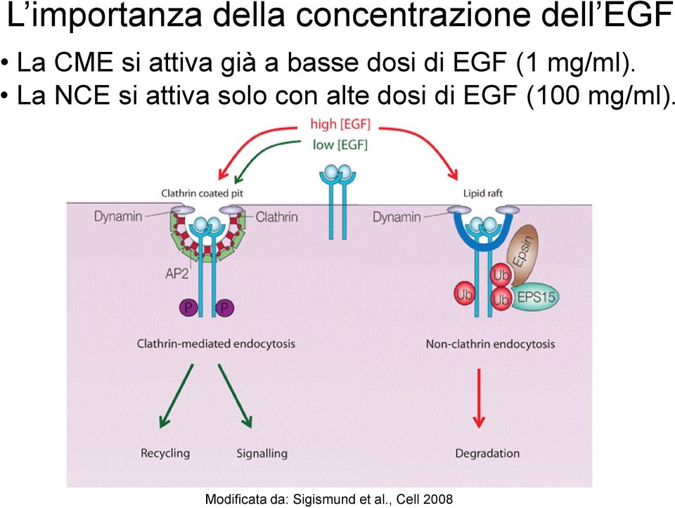 La NCE si attiva solo con alte dosi di EGF (100