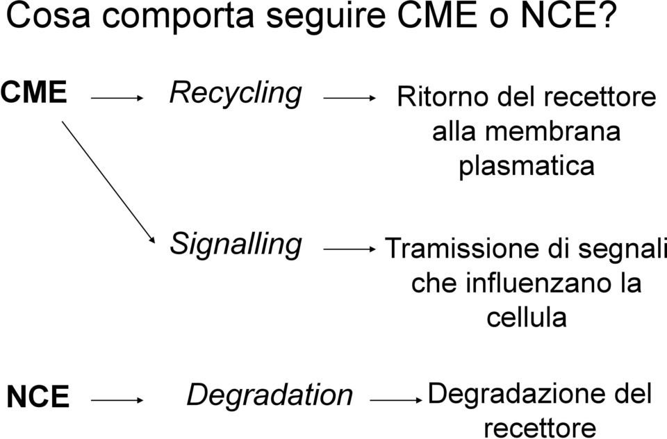 del recettore alla membrana plasmatica