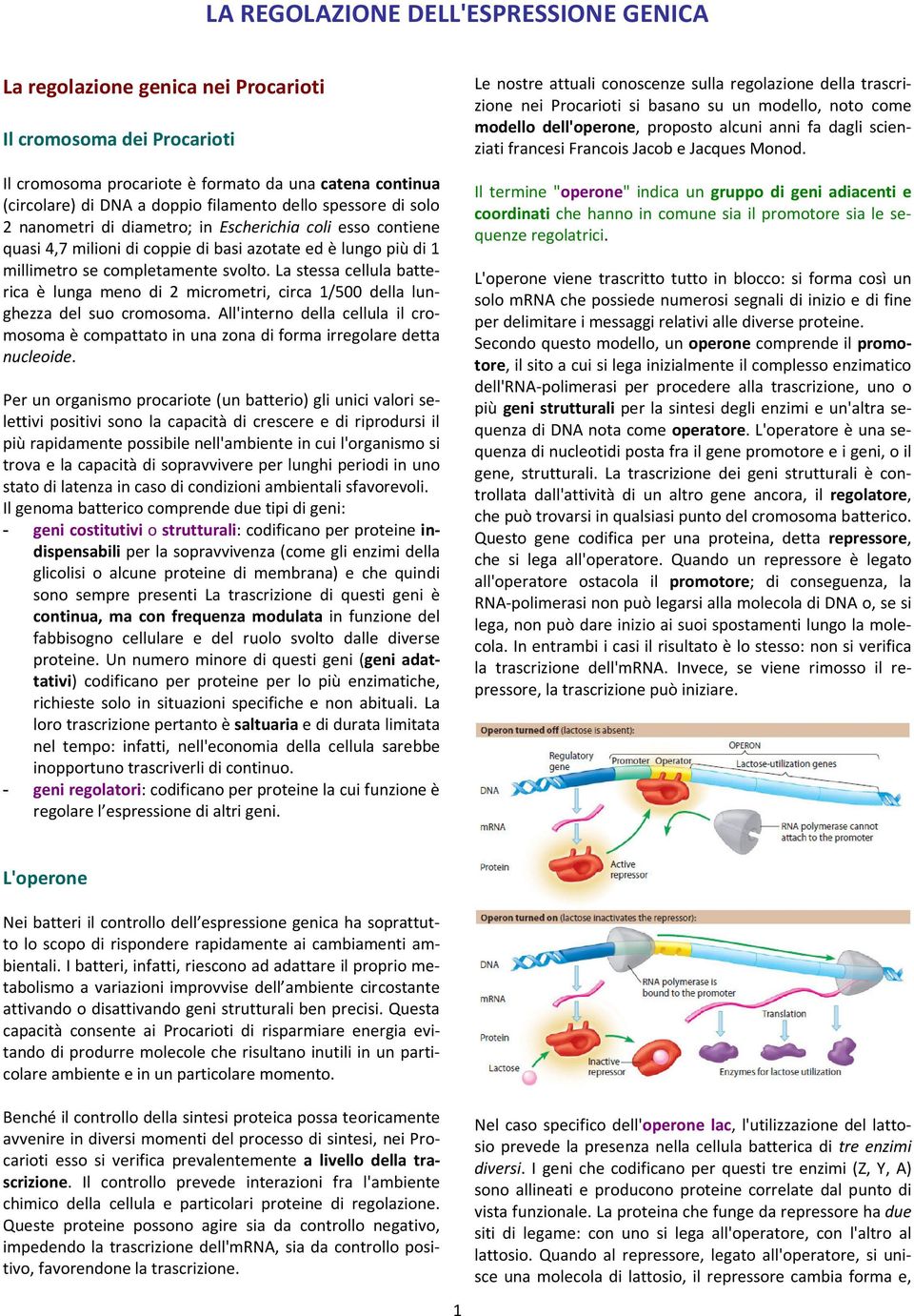 La stessa cellula batterica è lunga meno di 2 micrometri, circa 1/500 della lunghezza del suo cromosoma.