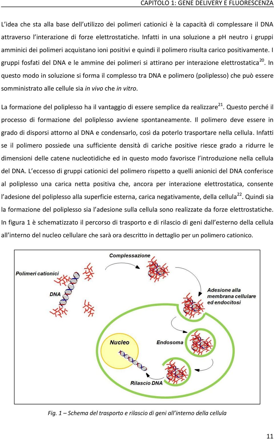 I gruppi fosfati del DNA e le ammine dei polimeri si attirano per interazione elettrostatica 20.