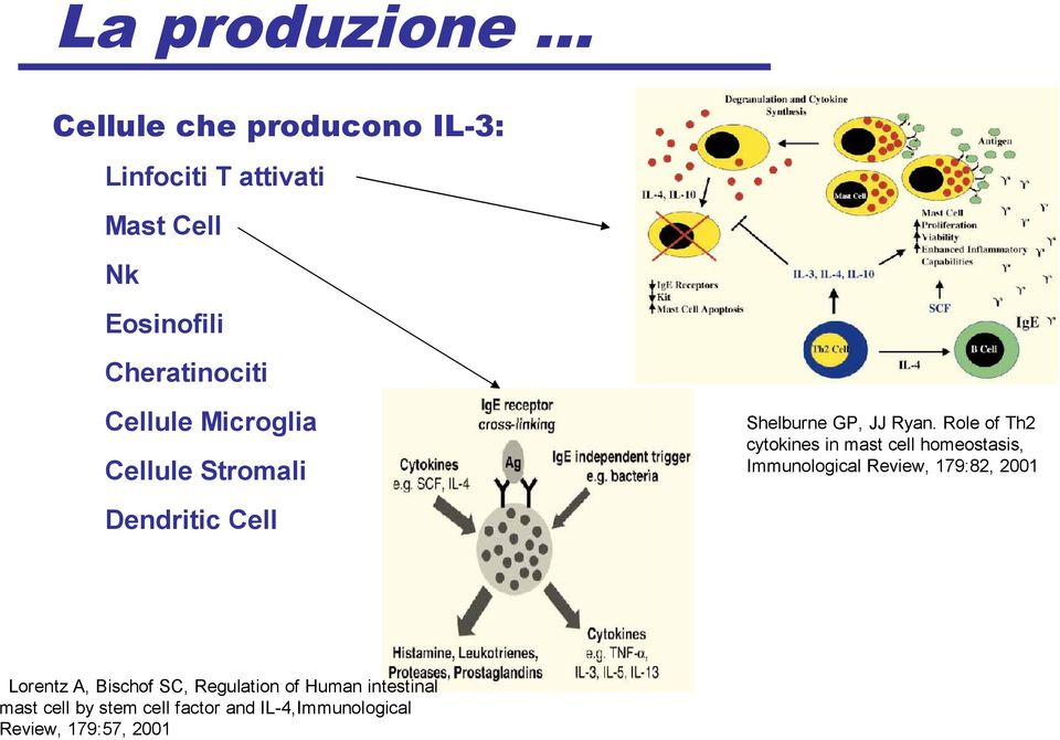 Regulation of Human intestinal mast cell by stem cell factor and IL-4,Immunological Review,