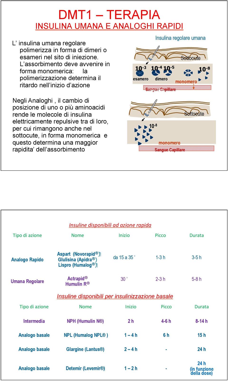 insulina elettricamente repulsive tra di loro, per cui rimangono anche nel sottocute, in forma monomerica e questo determina una maggior rapidita dell assorbimento 10-3 10-4 10-5 Insulina regolare