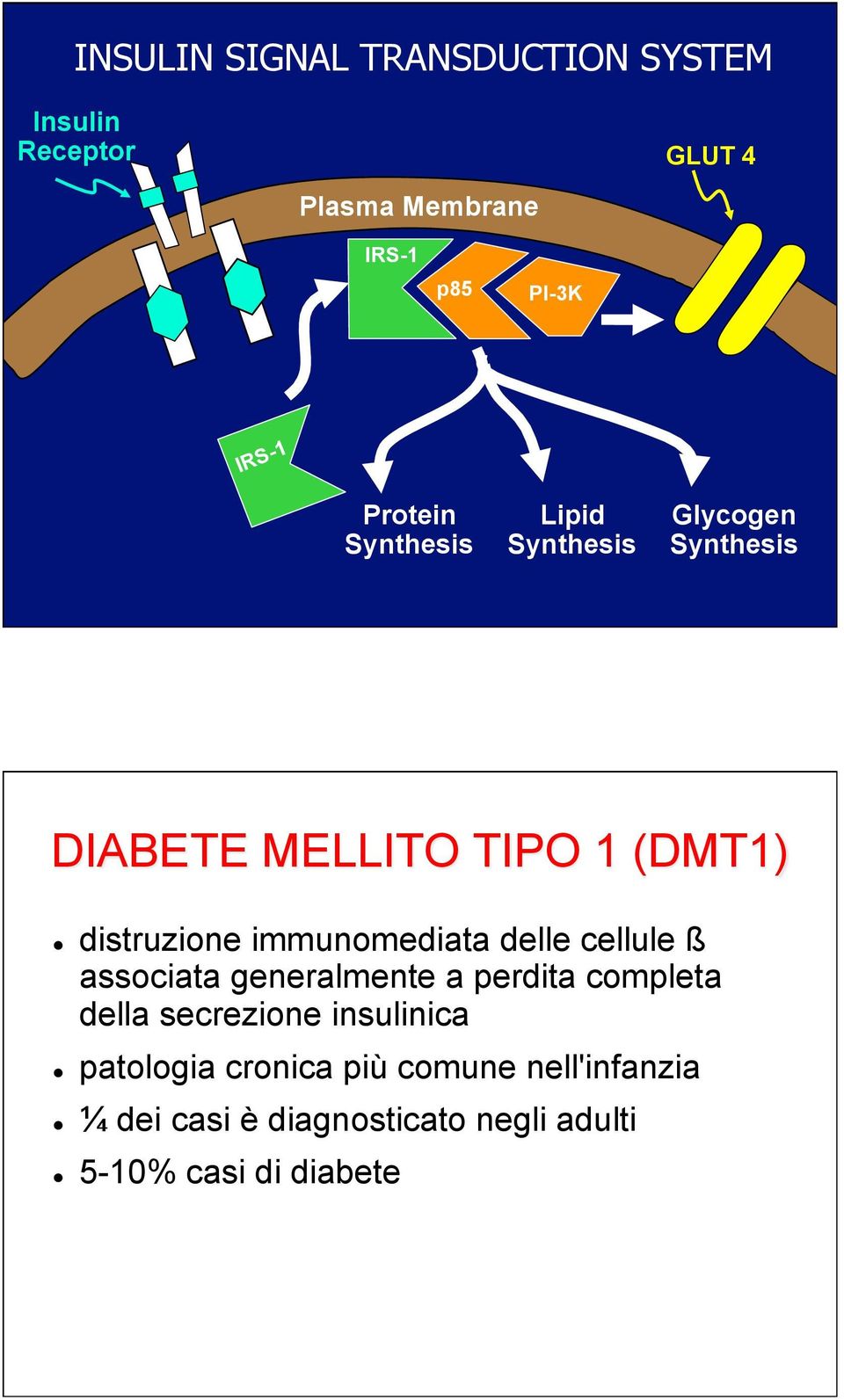 ! distruzione immunomediata delle cellule ß associata generalmente a perdita completa della