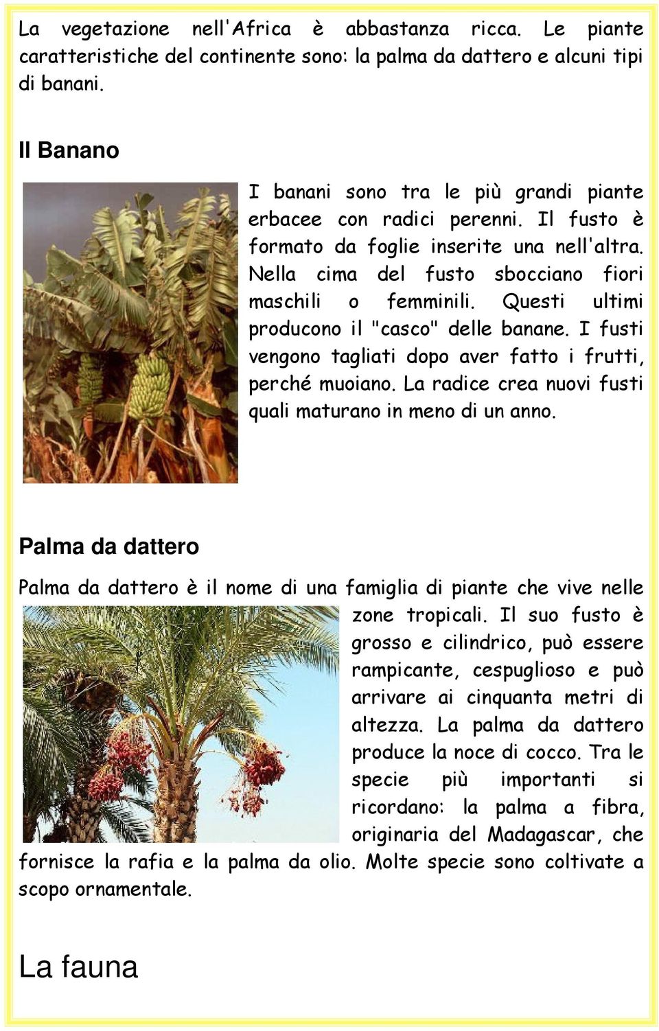 Questi ultimi producono il "casco" delle banane. I fusti vengono tagliati dopo aver fatto i frutti, perché muoiano. La radice crea nuovi fusti quali maturano in meno di un anno.