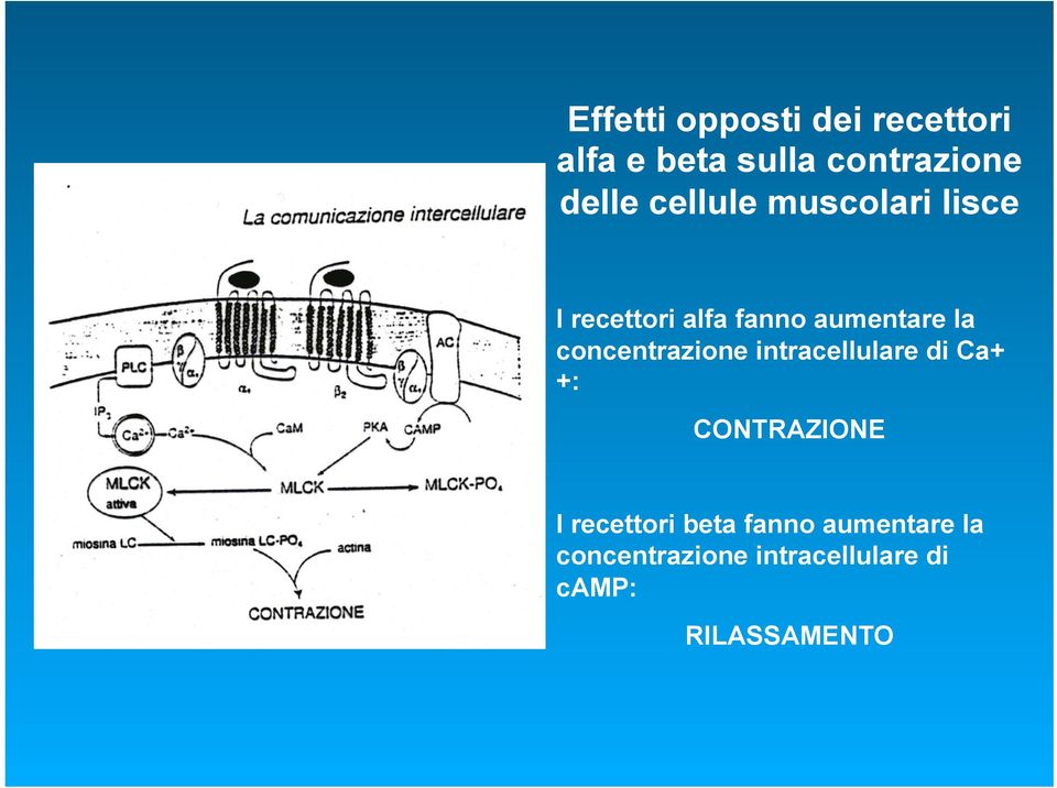 concentrazione intracellulare di Ca+ +: CONTRAZIONE I recettori