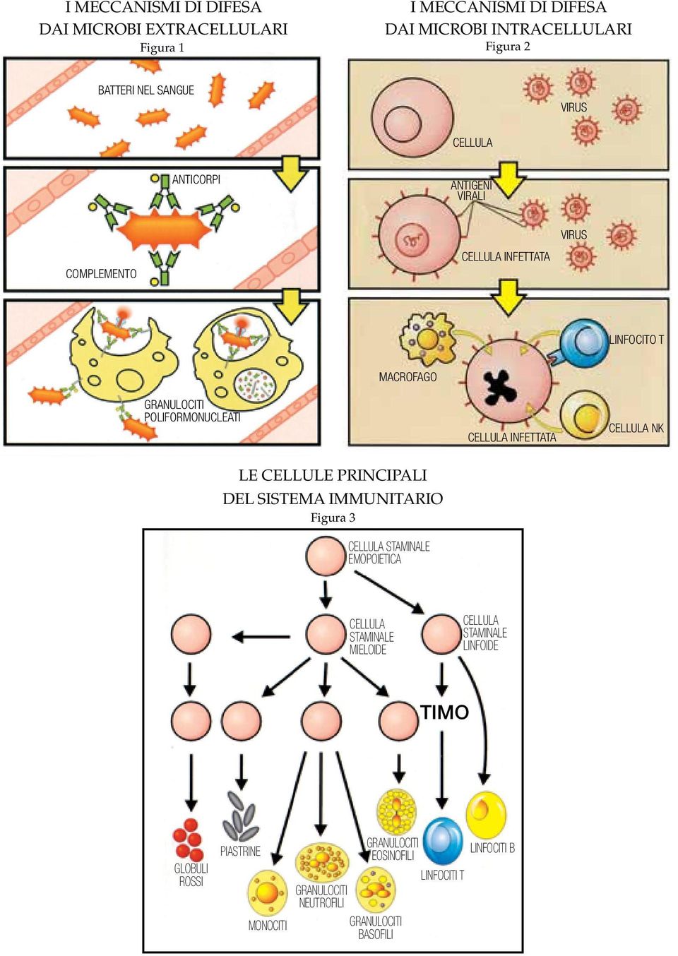 infettata cellula nk LE CELLULE PRINCIPALI DEL SISTEMA IMMUNITARIO Figura 3 cellula staminale emopoietica cellula staminale mieloide cellula