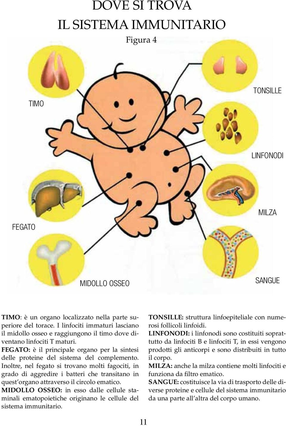 Inoltre, nel fegato si trovano molti fagociti, in grado di aggredire i batteri che transitano in quest organo attraverso il circolo ematico.