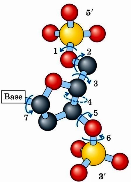 Varianti strutturali del DNA sin-adenosina anti-adenosina anti-citidina Le diverse forme strutturali del DNA dipendono dalla conformazione dello zucchero, dalla conformazione del legame glicosidico e