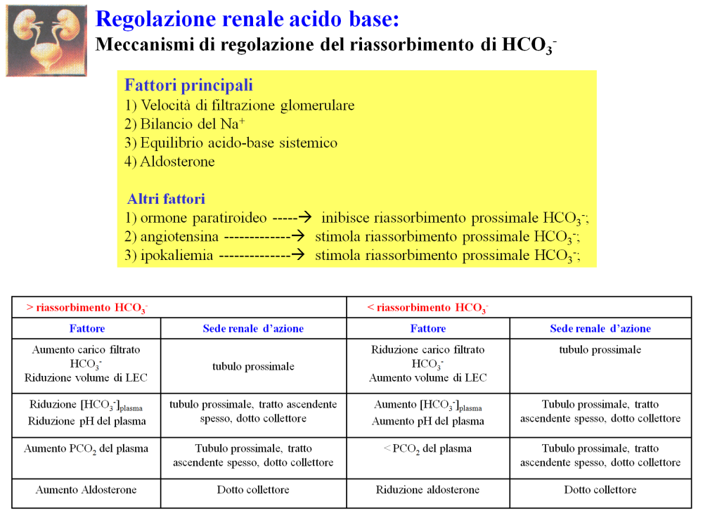 Acidosi metabolica e respiratoria stimola riassorbimento HCO 3 - tramite acidificazione del liquido intracellulare delle cellule tubulari renali che favorisce: 1) instaurazione di un gradiente