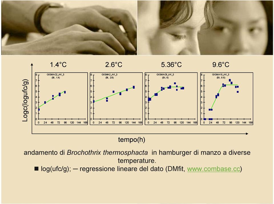 ) tempo(h) andamento di Brochothrix thermosphacta in hamburger