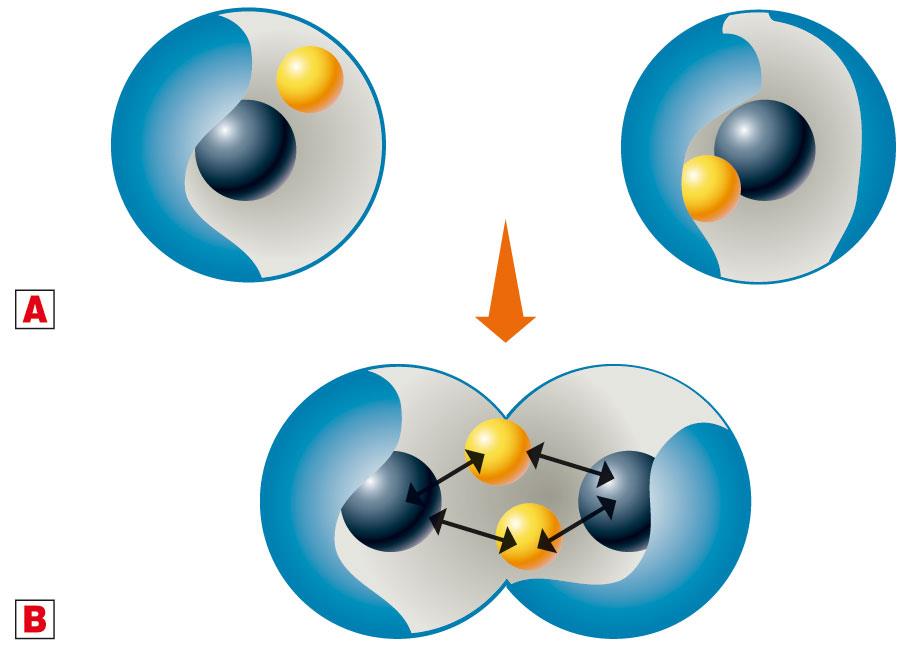 Il legame covalente Il legame covalente si forma quando due atomi mettono in