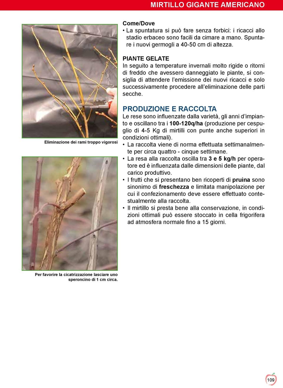 procedere all eliminazione delle parti secche.