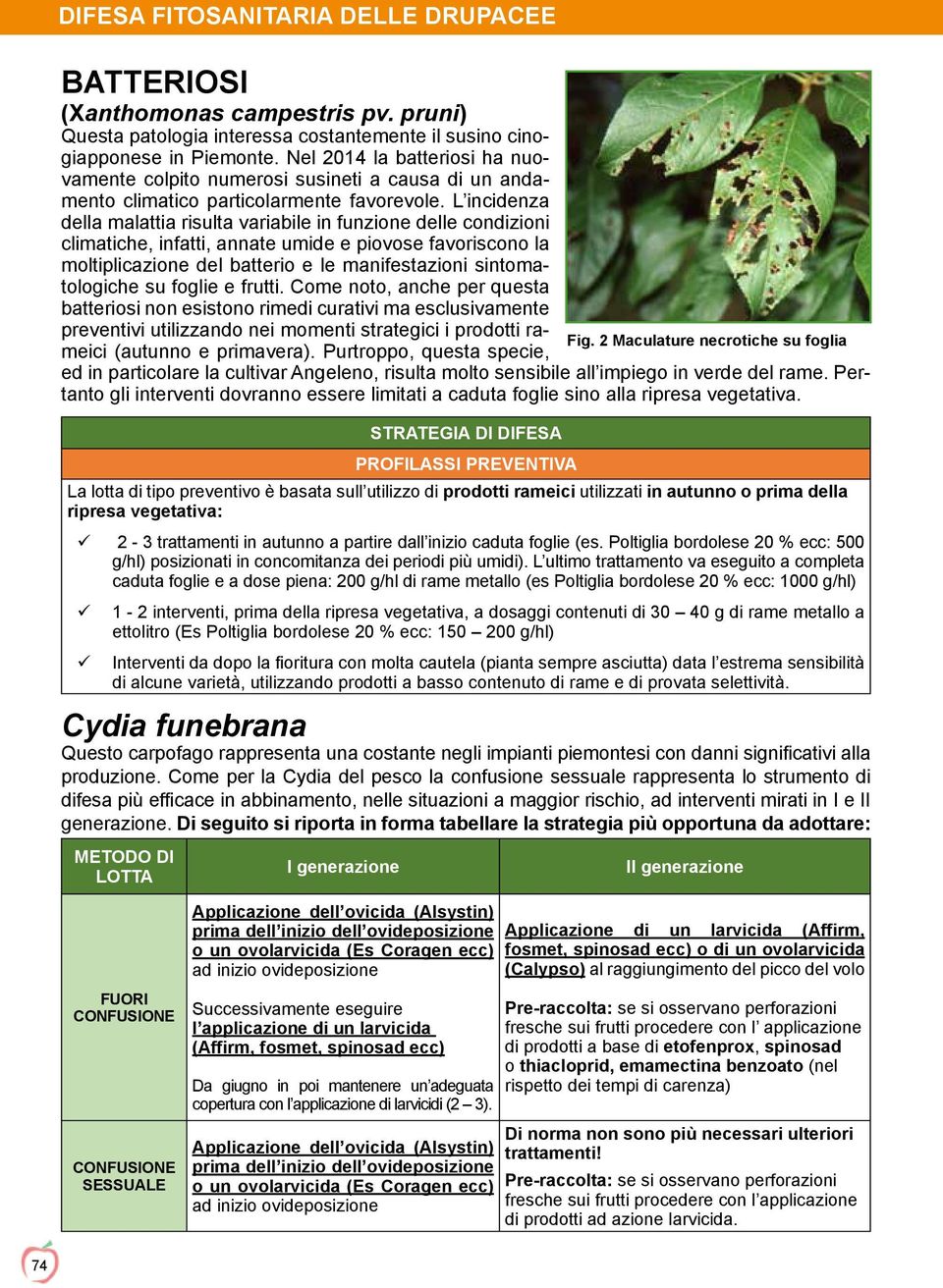 L incidenza della malattia risulta variabile in funzione delle condizioni climatiche, infatti, annate umide e piovose favoriscono la moltiplicazione del batterio e le manifestazioni sintomatologiche