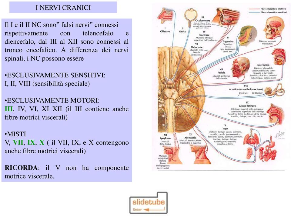 A differenza dei nervi spinali, i NC possono essere ESCLUSIVAMENTE SENSITIVI: I, II, VIII (sensibilità speciale)