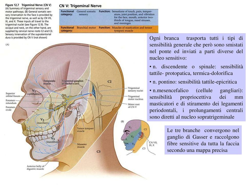 mesencefalico (cellule gangliari): sensibilità propriocettiva dei mm masticatori e di stiramento dei legamenti periodontali, i prolungamenti