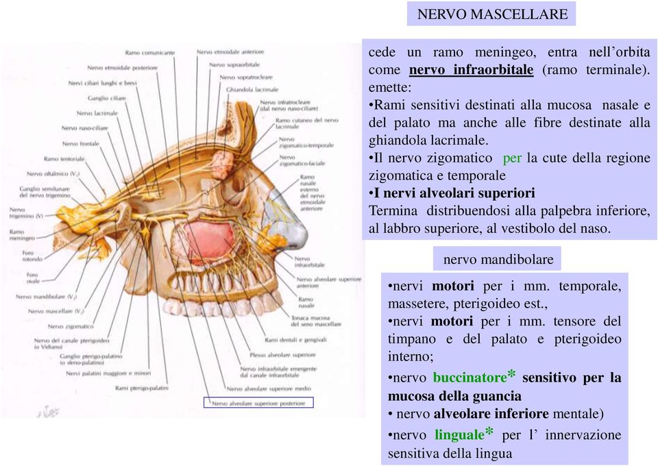 Il nervo zigomatico per la cute della regione zigomatica e temporale I nervi alveolari superiori Termina distribuendosi alla palpebra inferiore, al labbro superiore, al vestibolo