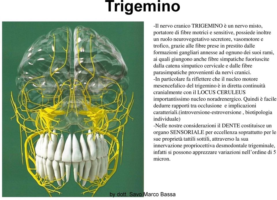 nervi cranici. -In particolare fa riflettere che il nucleo motore mesencefalico del trigemino è in diretta continuità cranialmente con il LOCUS CERULEUS importantissimo nucleo noradrenergico.