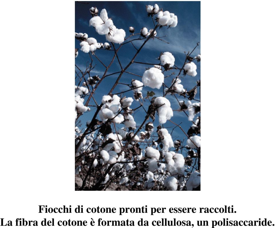 La fibra del cotone è