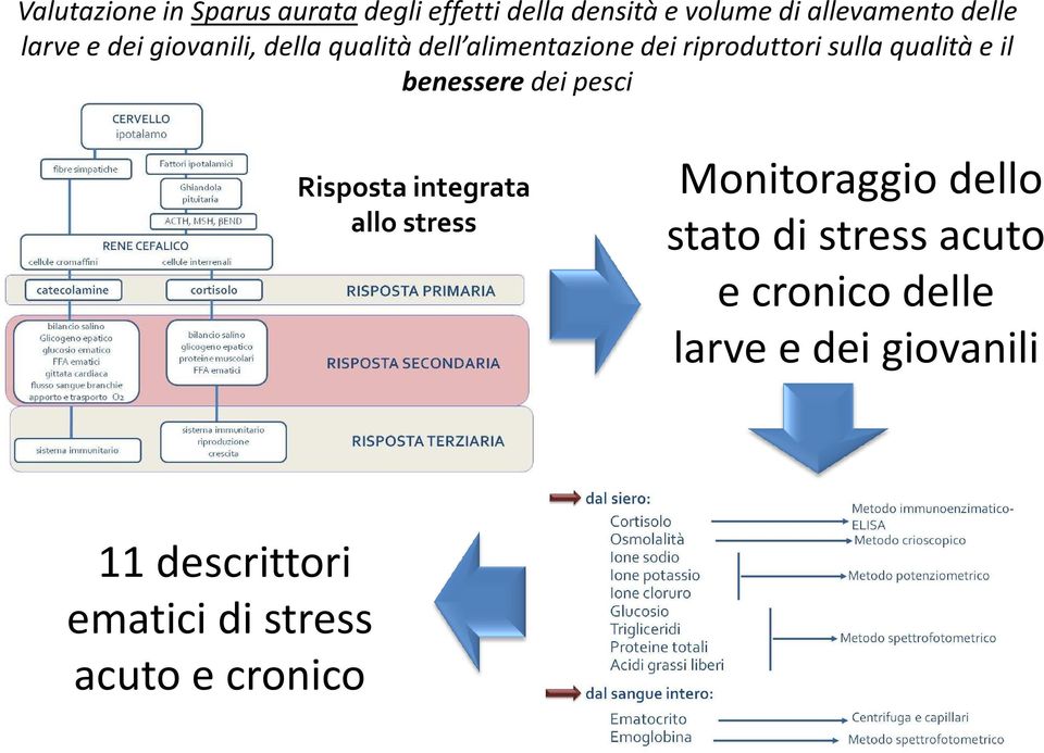 il benessere dei pesci Risposta integrata allo stress Monitoraggio dello stato di stress