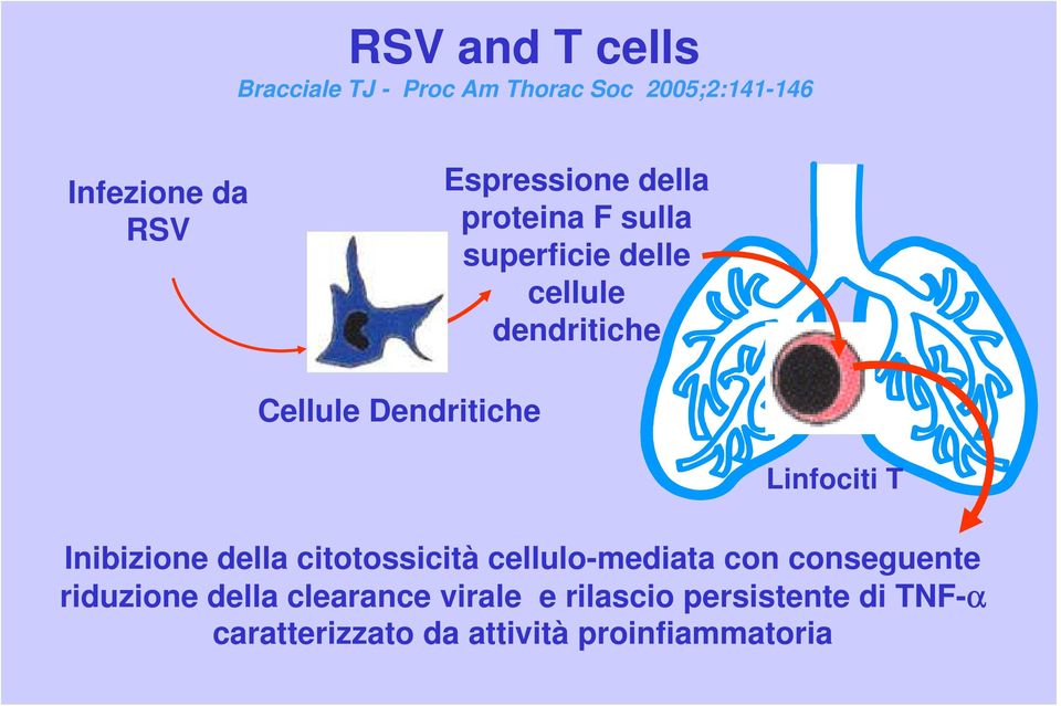 Dendritiche Linfociti T Inibizione della citotossicità cellulo-mediata con conseguente