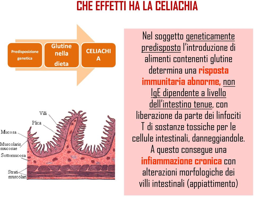 con liberazione da parte dei linfociti T di sostanze tossiche per le cellule intestinali, danneggiandole.