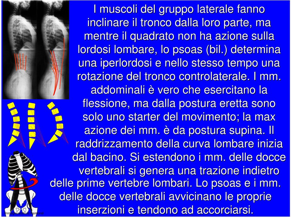 addominali è vero che esercitano la flessione, ma dalla postura eretta sono solo uno starter del movimento; la max azione dei mm. è da postura supina.