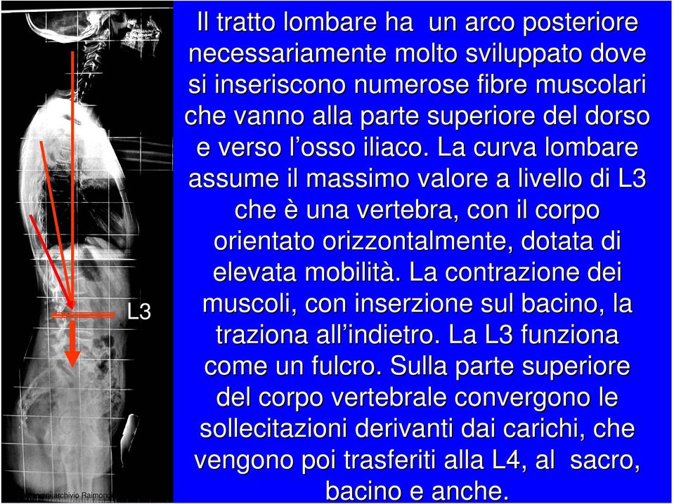 La curva lombare assume il massimo valore a livello di L3 che è una vertebra, con il corpo orientato orizzontalmente, dotata di elevata mobilità.