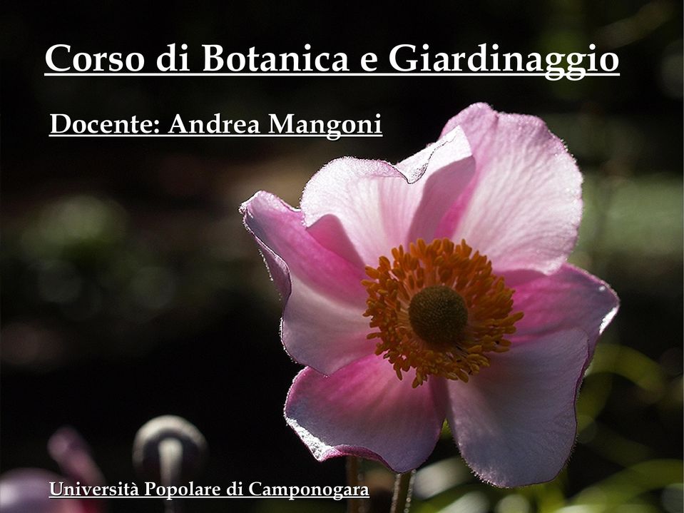 Andrea Mangoni