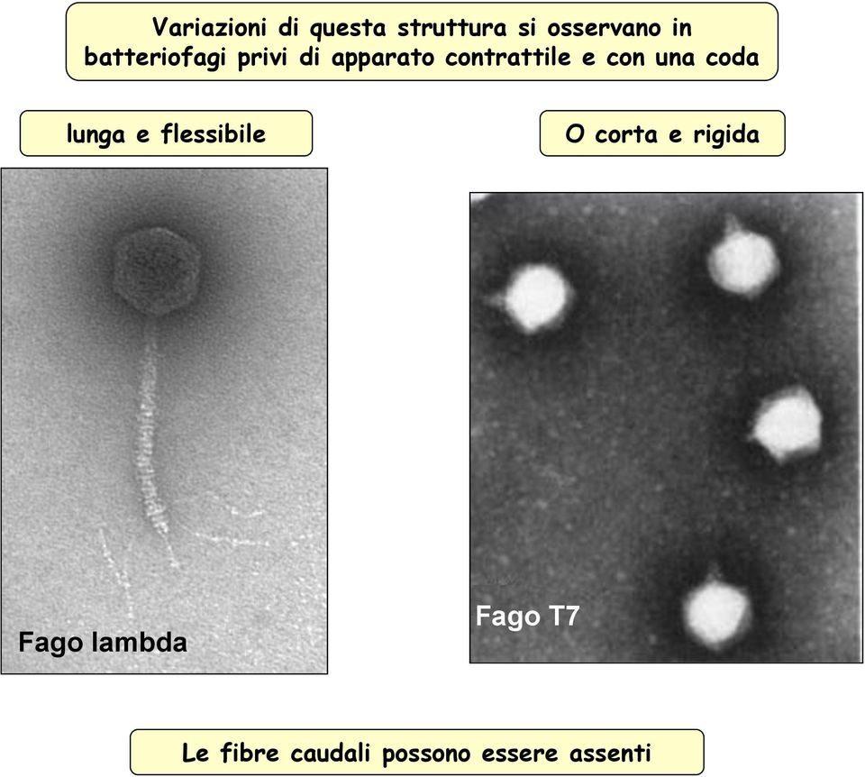 una coda lunga e flessibile O corta e rigida Fago