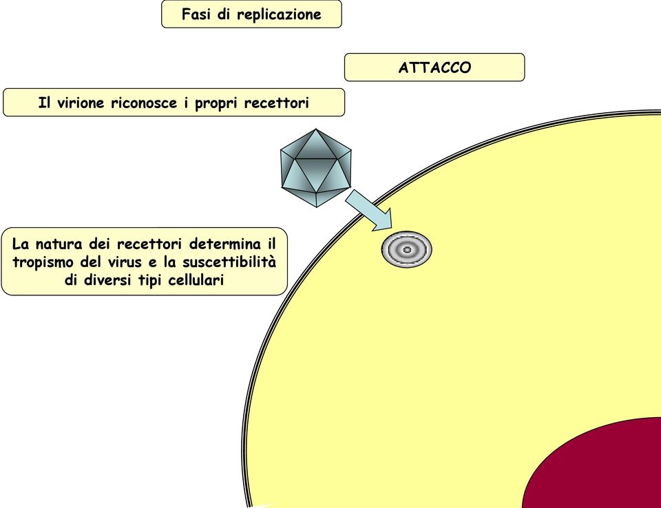 recettori determina il tropismo del virus