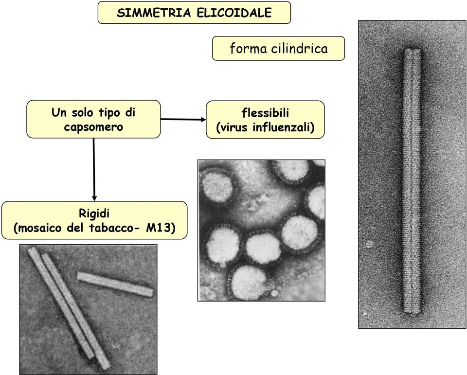 capsomero flessibili (virus