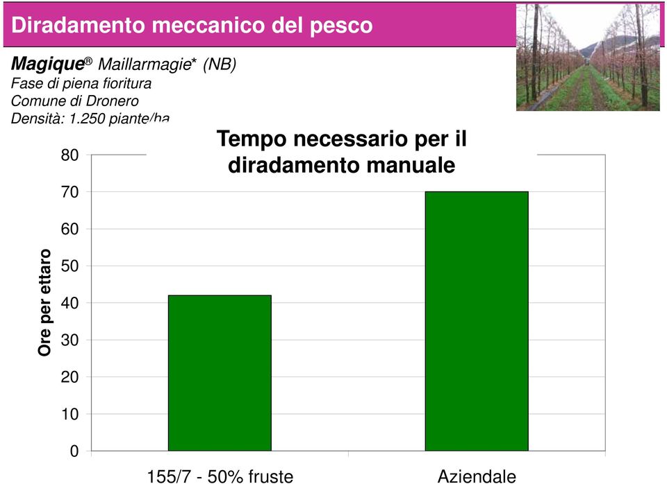 250 piante/ha 80 70 60 Tempo Tempo di diradamento necessario