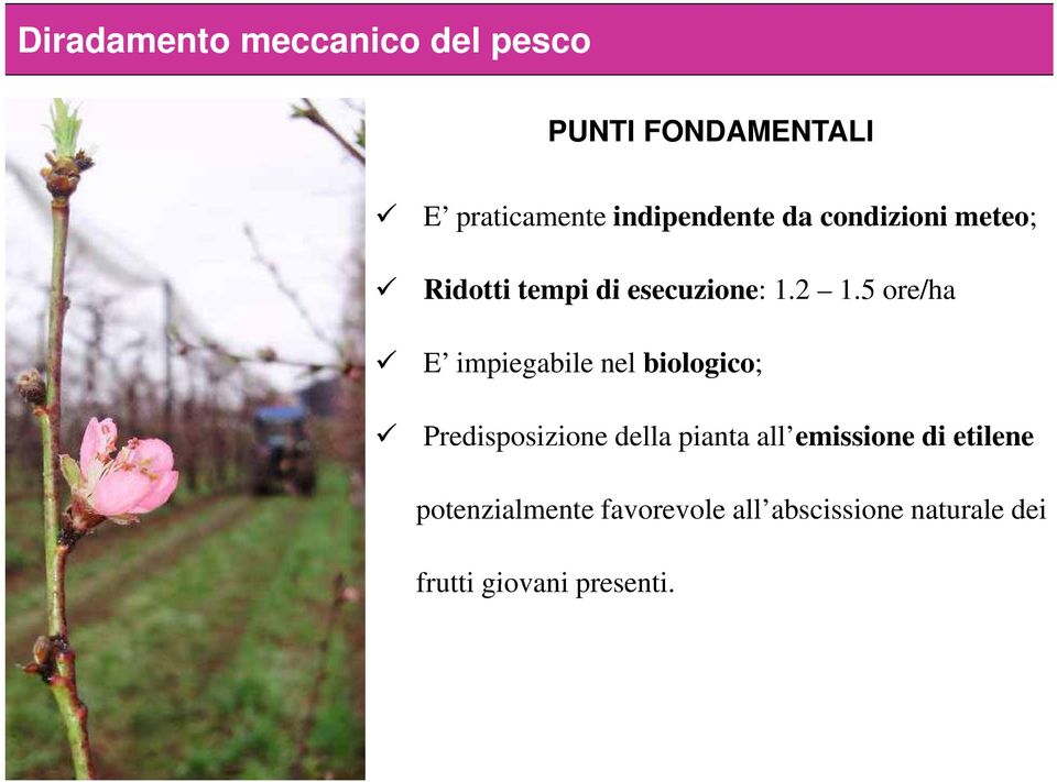 5 E impiegabile nel biologico; Predisposizione della pianta all