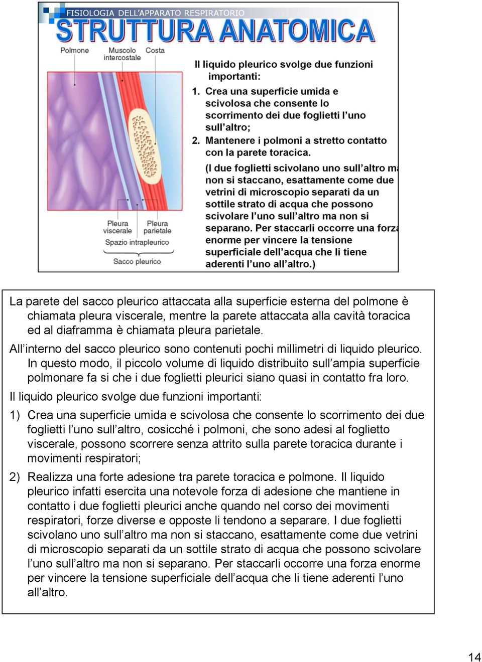 In questo modo, il piccolo volume di liquido distribuito sull ampia superficie polmonare fa si che i due foglietti pleurici siano quasi in contatto fra loro.