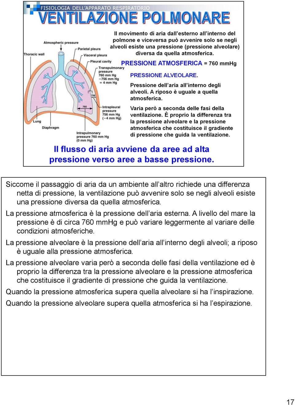 La pressione alveolare è la pressione dell aria all interno degli alveoli; a riposo è uguale alla pressione atmosferica.