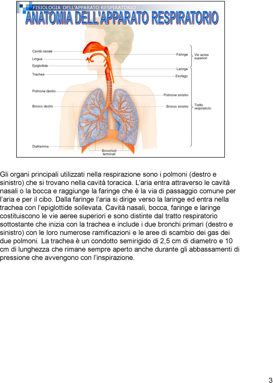Dalla faringe l aria si dirige verso la laringe ed entra nella trachea con l epiglottide sollevata.