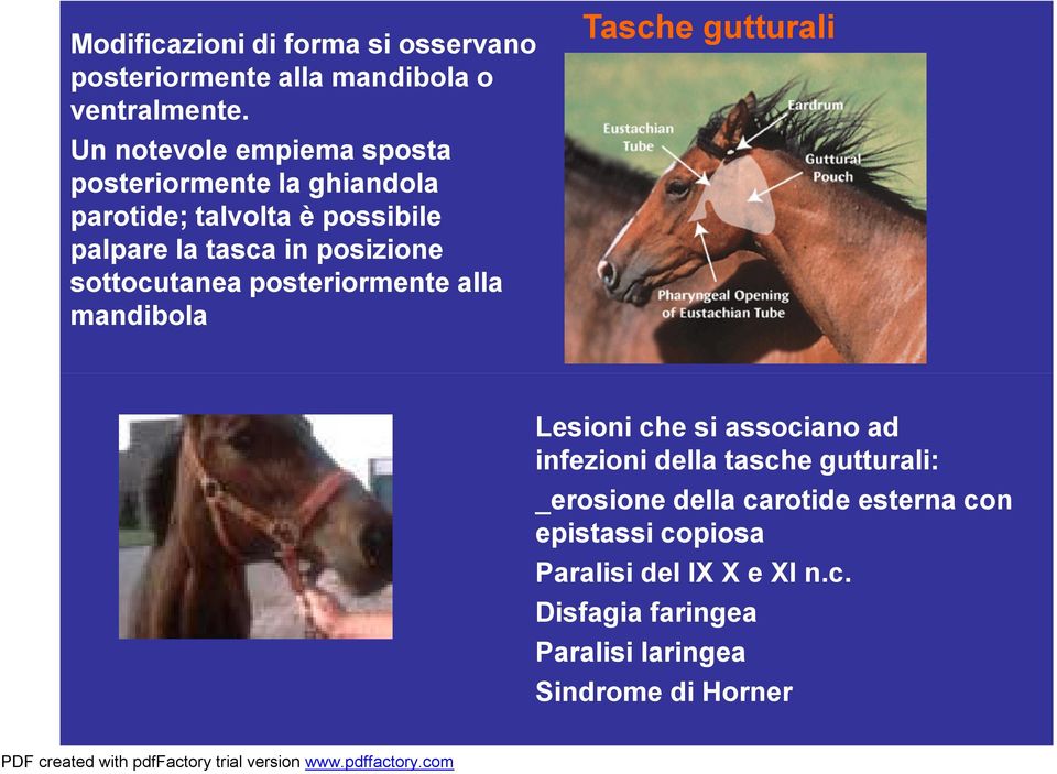 posizione sottocutanea posteriormente alla mandibola Tasche gutturali Lesioni che si associano ad infezioni della