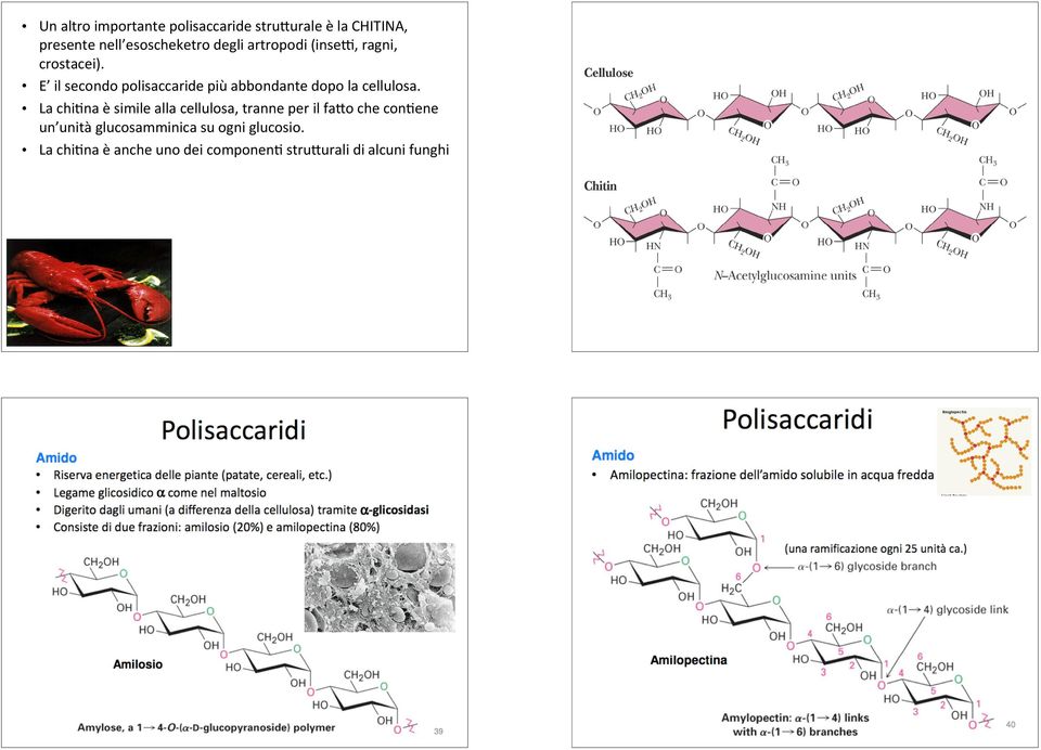 * E *il*secondo*polisaccaride*più*abbondante*dopo*la*cellulosa.