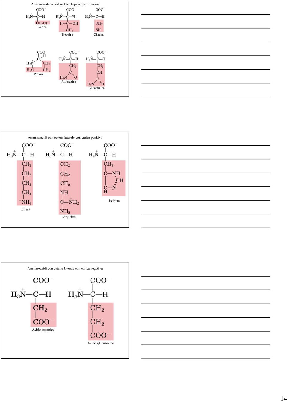laterale con carica positiva Istidina Lisina Arginina Amminoacidi