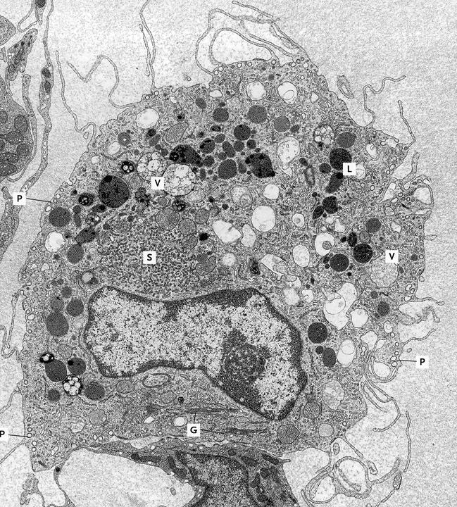 Macrofagi Cellule Presentanti l Antigene (Cellule Dendritiche) Fagociti professionali