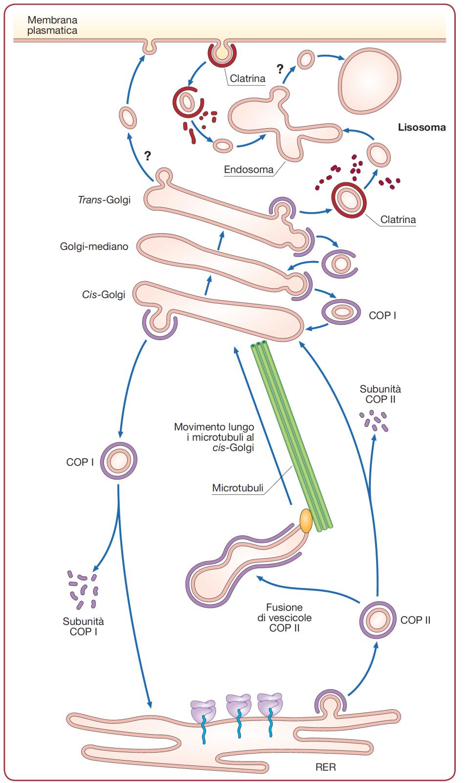 Trasporto vescicolare Vescicole rivestite COPII dal RER al Golgi Vescicole rivestite COPI dal Golgi al