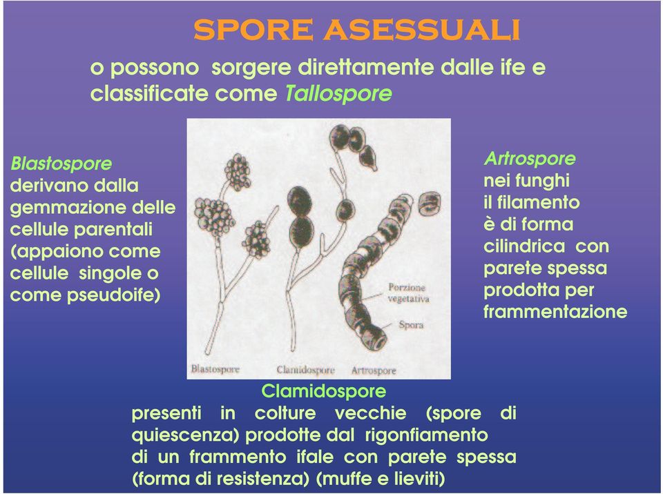 forma cilindrica con parete spessa prodotta per frammentazione Clamidospore presenti in colture vecchie (spore di