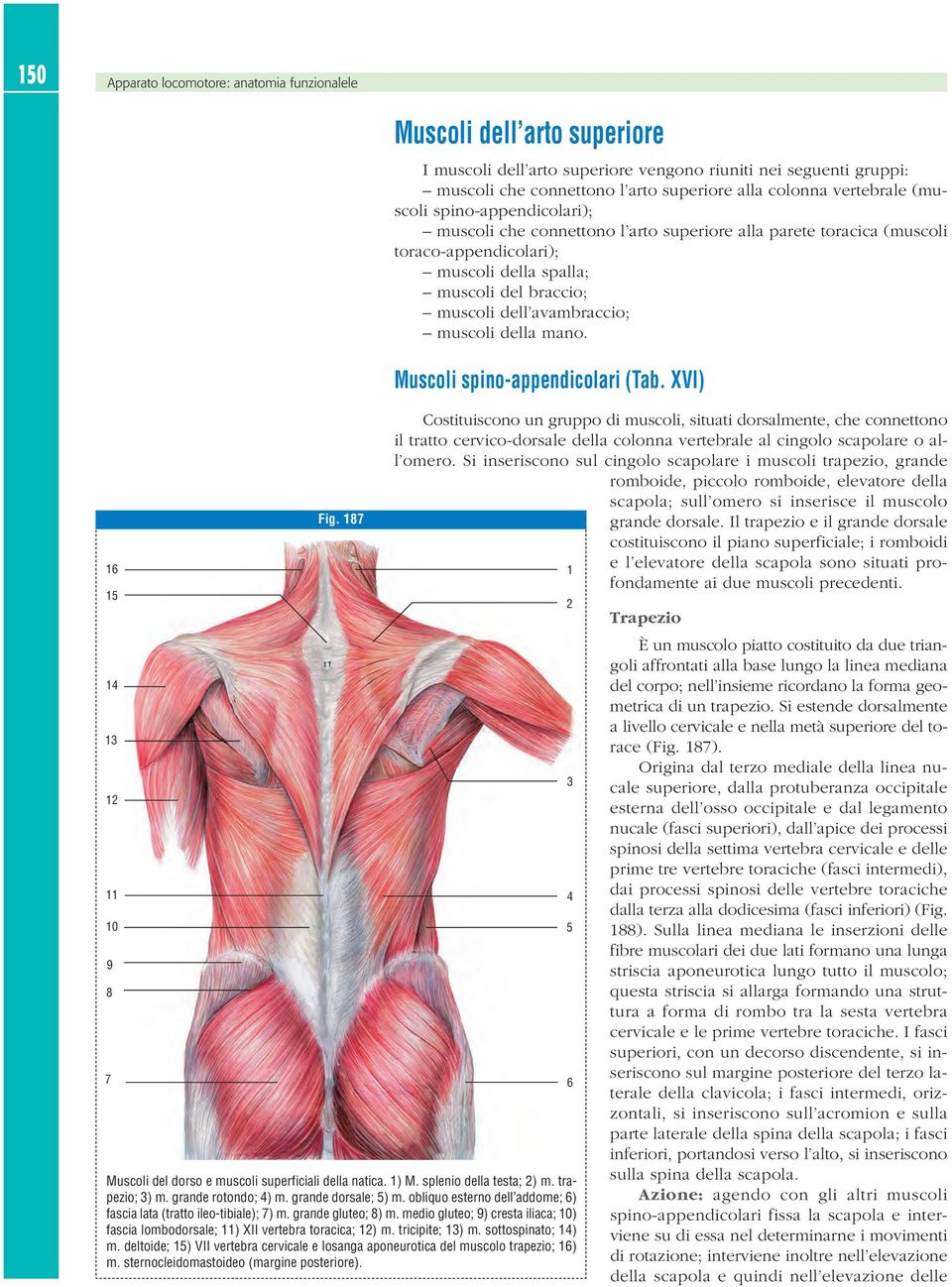 muscoli che connettono l arto superiore alla parete toracica (muscoli toraco-appendicolari); muscoli della spalla; muscoli del braccio; muscoli dell avambraccio; muscoli della mano.
